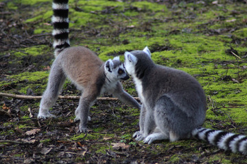 The ring-tailed lemur (Lemur catta)	