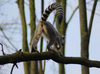 The ring-tailed lemur (Lemur catta)	