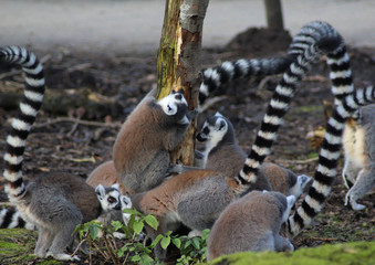 The ring-tailed lemur (Lemur catta)	