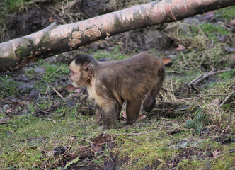 The tufted capuchin (Sapajus apella)
