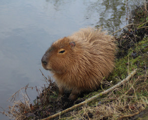 Capybara (Hydrochoerus hydrochaeris)