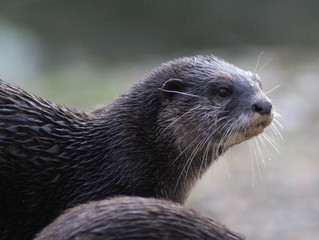 Asian Small clawed otter	