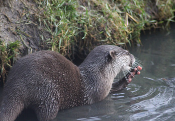 Asian Small clawed otter	