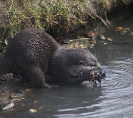 Asian Small clawed otter	