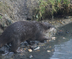 Asian Small clawed otter	