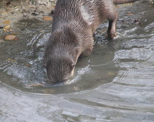 Asian Small clawed otter	