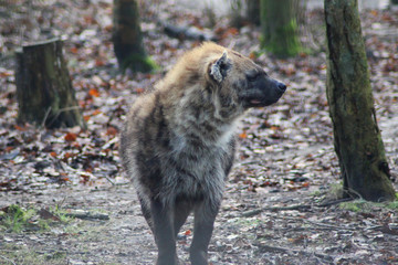 The spotted hyena (Crocuta crocuta),
