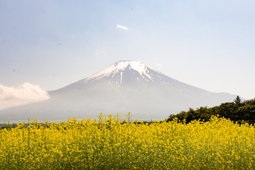 山中湖花の都公園　キカラシと富士山