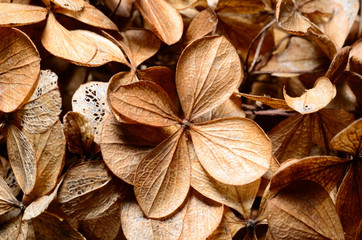 Dead hydrangea flowers in winter