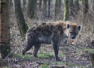 The spotted hyena (Crocuta crocuta),
