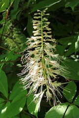 white flower of dwarf horse chestnut tree close up