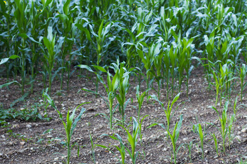 the small sprouts of corn growing on an agricultural field