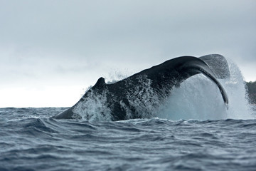 Fototapeta premium humpback whale, megaptera novaeangliae, Tonga, Vava'u island