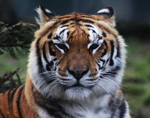 Fototapeta na wymiar The Bengal tiger (Panthera tigris tigris)