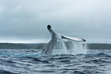 humpback whale, megaptera novaeangliae, Tonga, Vava'u island