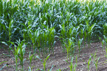 the small sprouts of corn growing on an agricultural field