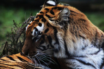 The Bengal tiger (Panthera tigris tigris)