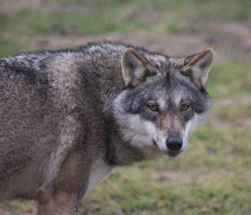 Naklejka na ściany i meble The Eurasian wolf (Canis lupus lupus)