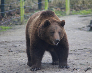 Naklejka na ściany i meble The Eurasian brown bear (Ursus arctos arctos)
