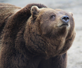 Obraz premium The Eurasian brown bear (Ursus arctos arctos)
