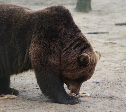 The Eurasian brown bear (Ursus arctos arctos)