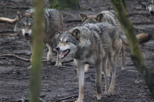 De Europese wolf (Canis lupus lupus)