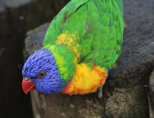The rainbow lorikeet (Trichoglossus moluccanus)