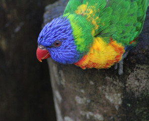The rainbow lorikeet (Trichoglossus moluccanus)