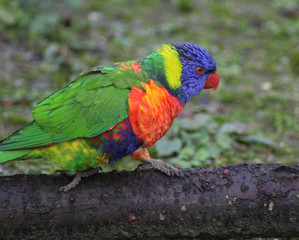The rainbow lorikeet (Trichoglossus moluccanus)