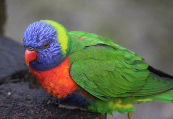 The rainbow lorikeet (Trichoglossus moluccanus)