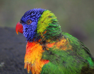 The rainbow lorikeet (Trichoglossus moluccanus)