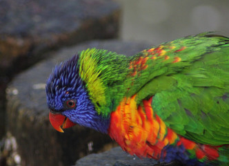 The rainbow lorikeet (Trichoglossus moluccanus)
