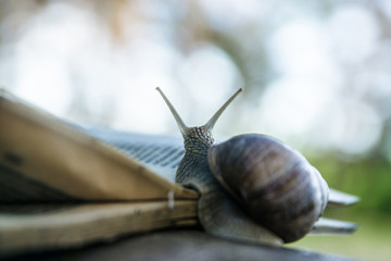 A snail with a book