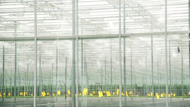 Greenhouse cultivation of cucumbers in the closed ground: compartment for seedlings. Scaffolding with small sprouts: cucumbers with tags. Industrial greenhouses and crop production systems.