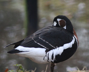 The red-breasted goose (Branta ruficollis)