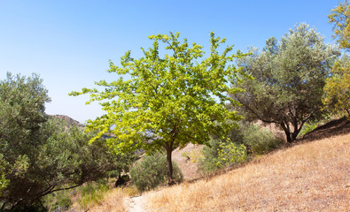 olive tree, berry tree