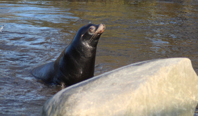 California sea lion