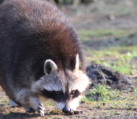 eastern raccoon (Procyon lotor)	