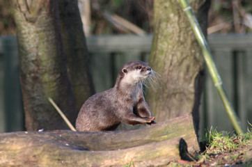 Asian Small clawed otter	