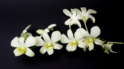 White orchid on a black background.