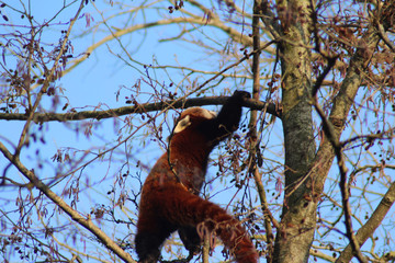 The red panda (Ailurus fulgens)	