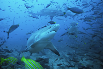 Fototapeta na wymiar bull shark, carcharhinus leucas, Beqa lagoon, Fiji