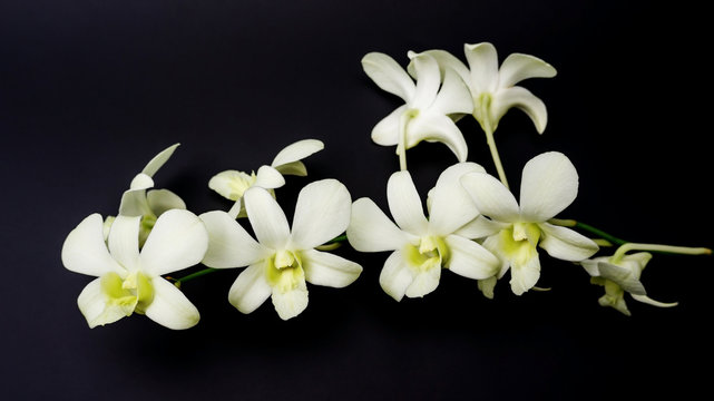 Fototapeta White orchid on a black background.