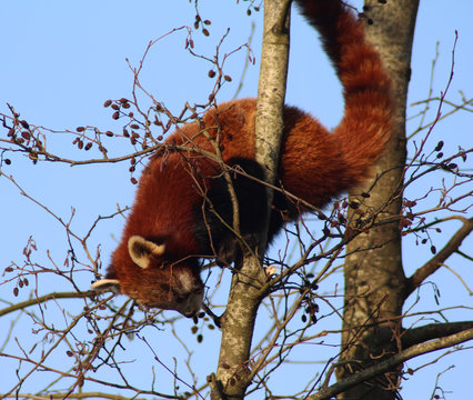 The red panda (Ailurus fulgens)	