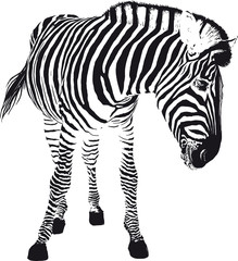 Fototapeta na wymiar playful zebra