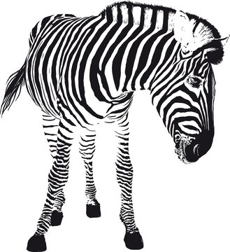 playful zebra