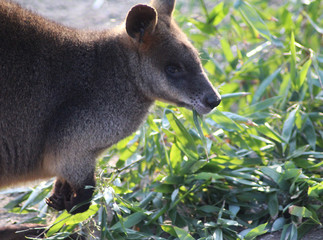 Obraz premium The swamp wallaby (Wallabia bicolor) 