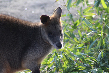 The swamp wallaby (Wallabia bicolor)	
