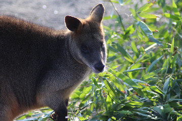 Naklejka premium The swamp wallaby (Wallabia bicolor) 