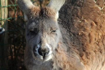 Fototapeta premium Red kangaroo (Macropus rufus) 